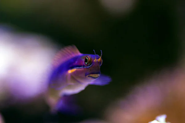 Tail Spot Blenny Poisson Ecsenius Stigmatura — Photo