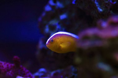 Turuncu Kokarca Palyaço Balığı - (Amphiprion Sandaracinos)