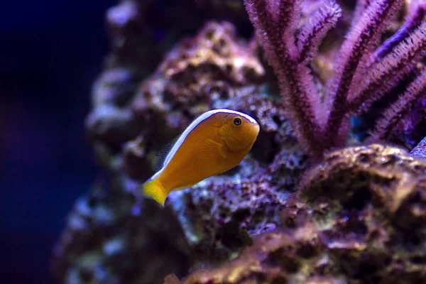 Apelsin Skunk Clownfish Amphiprion Sandaracinos — Stockfoto