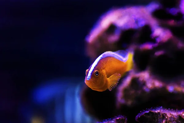 Pez Payaso Zorrillo Naranja Amphiprion Sandaracinos — Foto de Stock