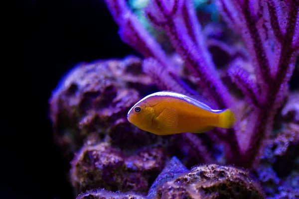 Clownfish Mouffette Orange Amphiprion Sandaracinos — Photo