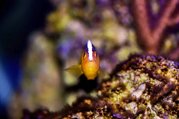 Pesce Pagliaccio Arancione Skunk Amphiprion Sandaracinos — Foto Stock