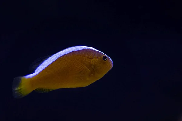 Oranje Skunk Clownfish Amphiprion Sandaracinos — Stockfoto