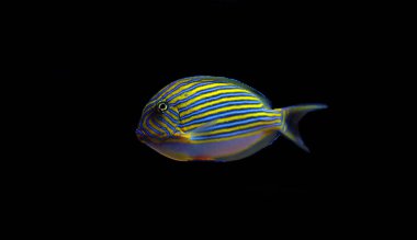Mavi bantlı cerrah balığı - Acanthurus lineatus