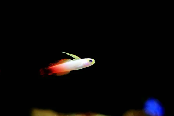 Kırmızı Ateş Keçi Balığı Nemateleotris Magnifica — Stok fotoğraf