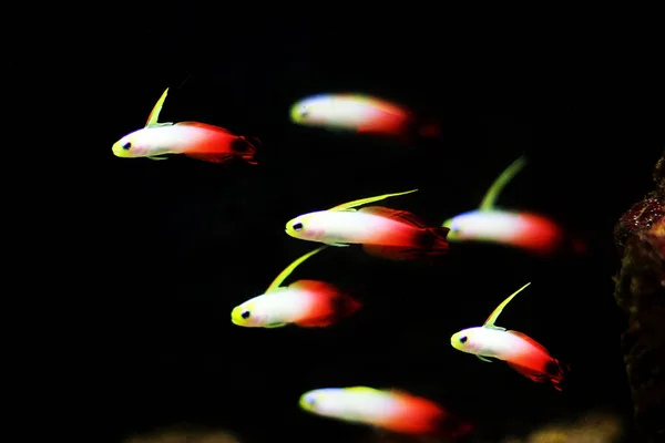 Pesce Gobbo Rosso Fuoco Nemateleotris Magnifica — Foto Stock