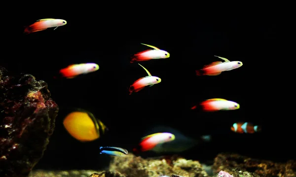 Czerwony Ogień Goby Ryba Nemateleotris Magnifica — Zdjęcie stockowe