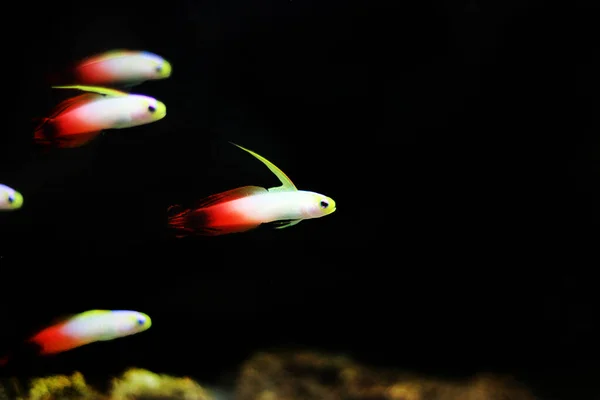 赤い火のゴービー魚 Nemateleoris Gmaga — ストック写真