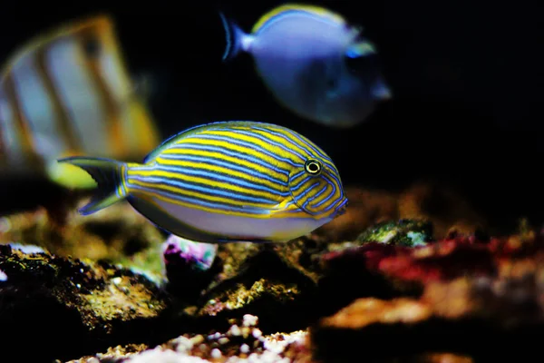 Blue Banded Surgeonfish Acanthurus Lineatus — стоковое фото