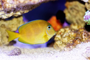 Mavi (sarı juvenile) Atlantik Okyanusu cerrah balığı tang - Acanthurus coeruleus
