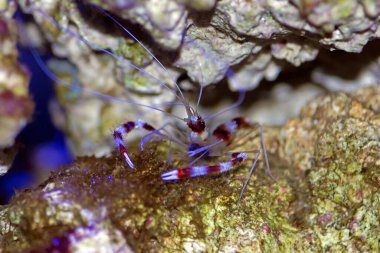 Boksör kuşaklı mercan karidesi - Stenopus hispidus