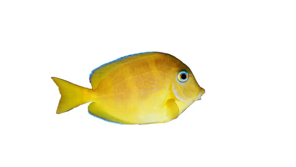 Gambo Pesce Chirurgo Dell Oceano Atlantico Blu Giallo Giovanile Acanthurus — Foto Stock