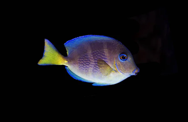 Blauer Gelber Jungfisch Atlantischer Doktorfisch Acanthurus Coeruleus — Stockfoto