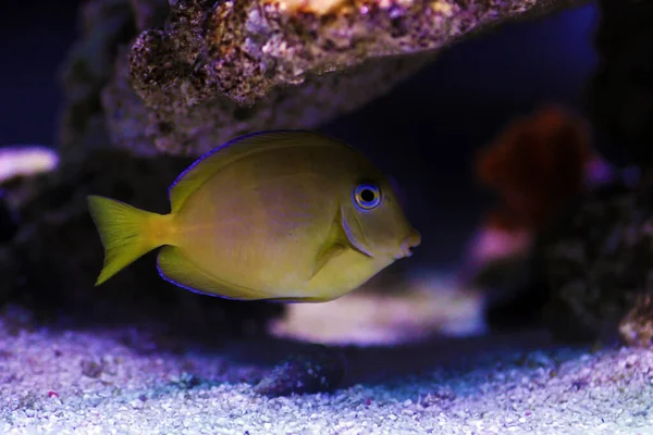 黄色の幼体 大西洋底魚湯 アカンサス コンプルルス — ストック写真