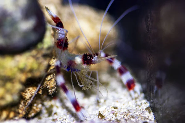 Γαρίδες Κοραλλιογενείς Stenopus Hispidus — Φωτογραφία Αρχείου