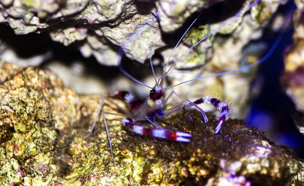 Camarones Coral Con Bandas Boxeadoras Stenopus Hispidus — Foto de Stock