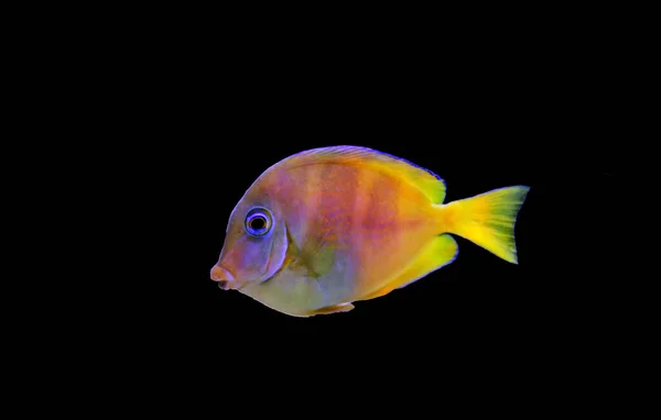 Blue Yellow Juvenile Atlantic Ocean Surgeonfish Tang Acanthurus Coeruleus — стоковое фото