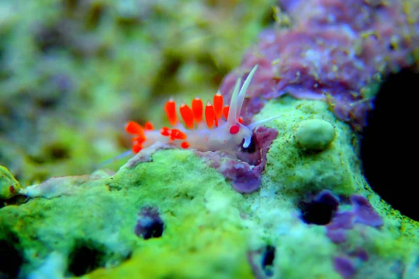 Nudiramo Olhos Alaranjados Cratena Capensis — Fotografia de Stock