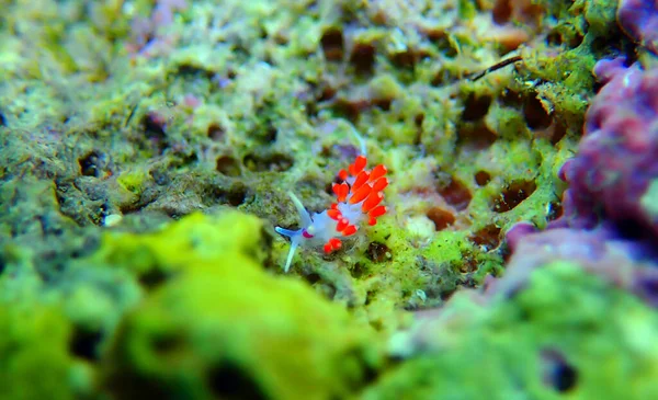 Nudiramo Olhos Alaranjados Cratena Capensis — Fotografia de Stock