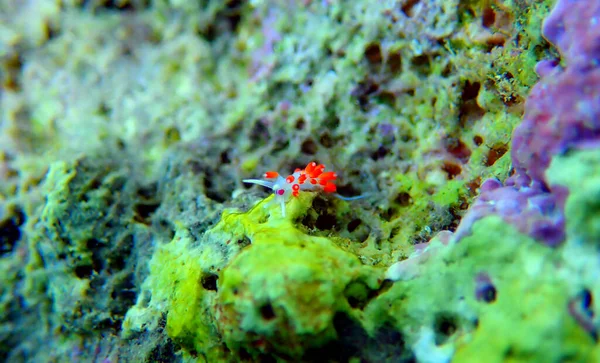 Turuncu Gözlü Nudibranch Cratena Capensis — Stok fotoğraf