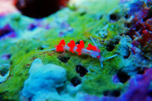 Nudirama Ojos Anaranjados Cratena Capensis — Foto de Stock