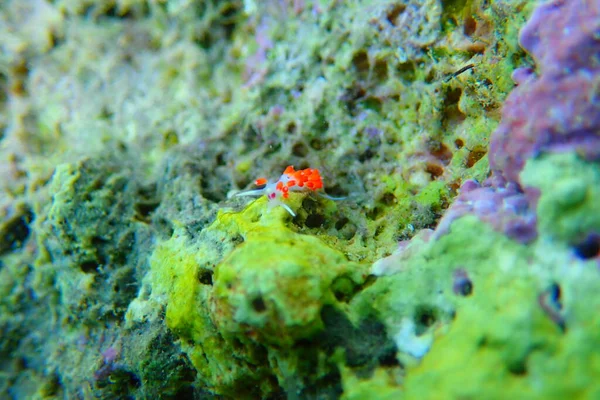 Nudiramo Olhos Alaranjados Cratena Capensis — Fotografia de Stock