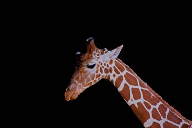 African Giraffes kepping safe in Animals sanctuary - Cervus camelopardalis - ISOLATED IMAGE clipart