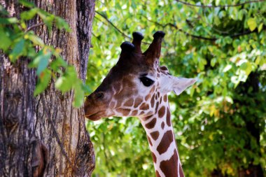 Afrikalı zürafalar Hayvanların Sığınağı Cervus camelopardalis 'te güvende.