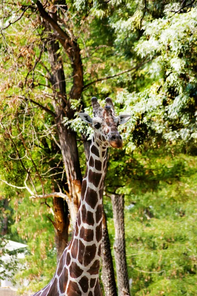 Afrikanische Giraffen Halten Sich Sicher Tierheim Auf Cervus Camelopardalis — Stockfoto