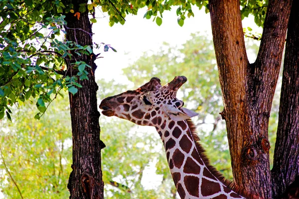 Afrikanische Giraffen Halten Sich Sicher Tierheim Auf Cervus Camelopardalis — Stockfoto