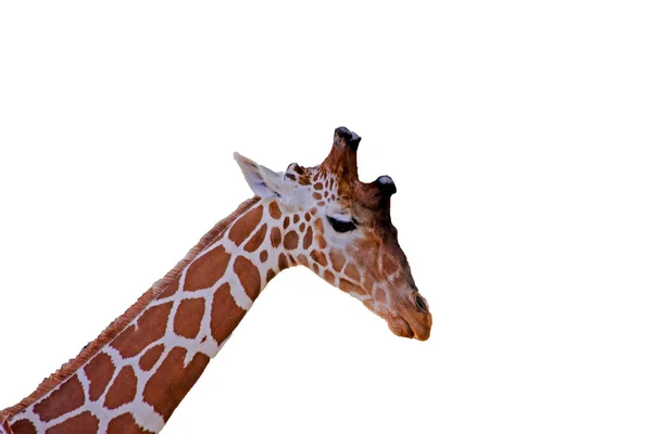 Африканські Жирафи Безпечно Кепірують Заповіднику Тварин Cervus Camelopardalis Isolated Image — стокове фото
