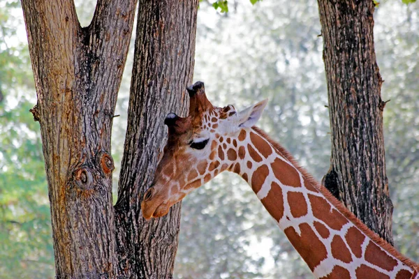 Żyrafy Afrykańskie Bezpieczne Sanktuarium Zwierząt Cervus Camelopardalis — Zdjęcie stockowe