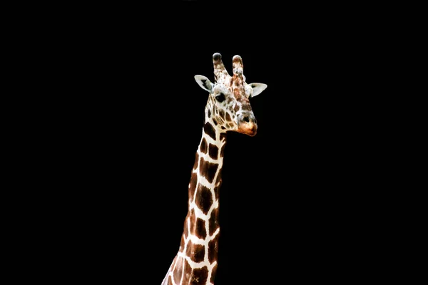 Girafas Africanas Segurança Santuário Animais Cervus Camelopardalis Imagem Isolada — Fotografia de Stock