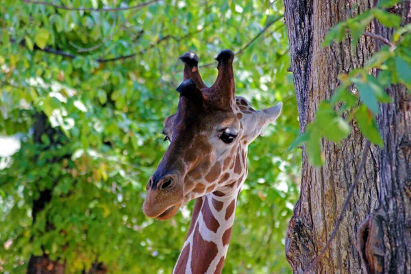 African Giraffes Kepping Safe Animals Sanctuary Cervus Camelopardalis — Stock Photo, Image