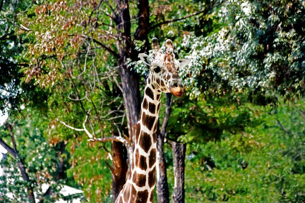 Afrikanische Giraffen Halten Sich Sicher Tierheim Auf Cervus Camelopardalis — Stockfoto