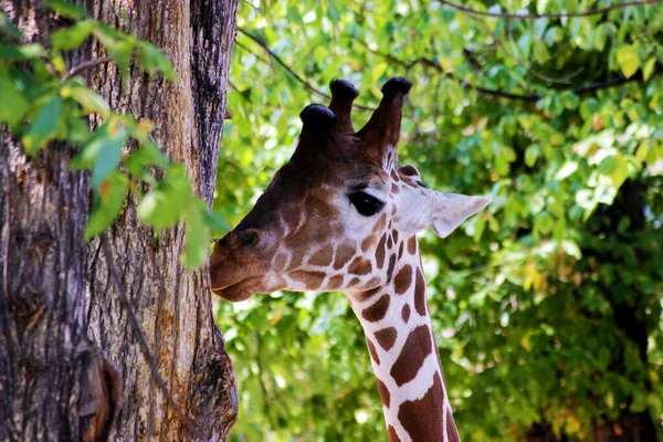 Африканські Жирафи Кепкують Безпечно Заповіднику Тварин Cervus Camelopardalis — стокове фото