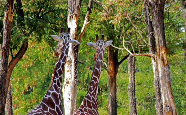 African Giraffes kepping safe in Animals sanctuary - Cervus camelopardalis