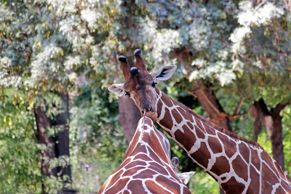 Afrikanische Giraffen Halten Sich Sicher Tierheim Auf Cervus Camelopardalis — Stockfoto