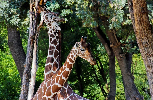 African Giraffes kepping safe in Animals sanctuary - Cervus camelopardalis