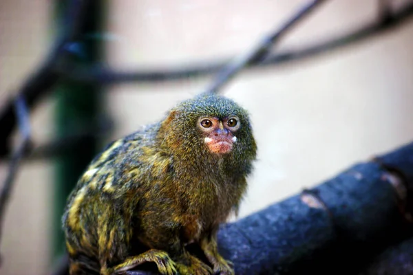 Marmozeta Pigmejska Cebuella Pygmaea Jest Jedną Najmniejszych Małp Świecie — Zdjęcie stockowe