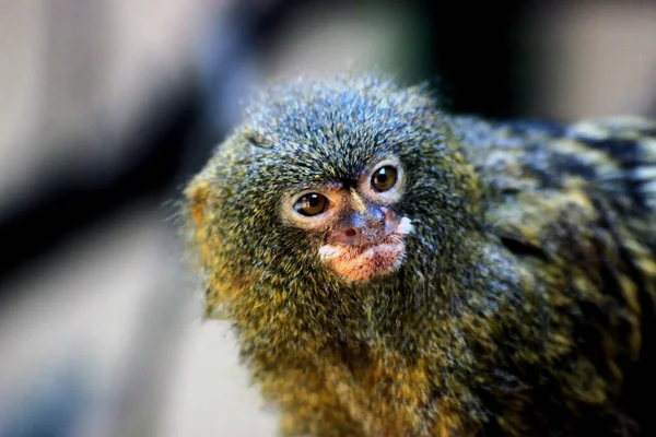 Pygmy Marmoset Cebuella Pygmaea Είναι Ένας Από Τους Μικρότερους Πιθήκους — Φωτογραφία Αρχείου