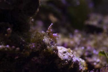 Dans eden Seksi Karides Thor amboinensis