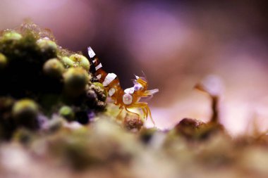 Dans eden Seksi Karides Thor amboinensis