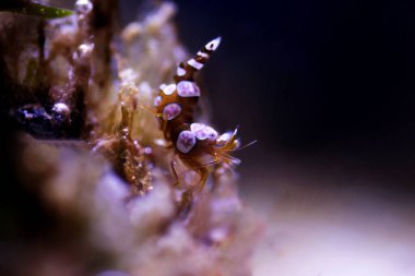 Dans eden Seksi Karides Thor amboinensis