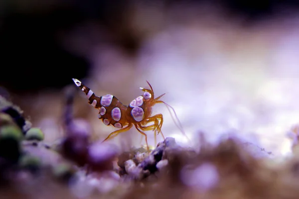 Dancing Sexy Shrimp Thor Amboinensis — Stock Photo, Image