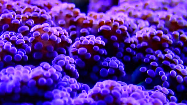 Video Von Violet Octospawn Steinkoralle Euphyllia Divisa — Stockvideo