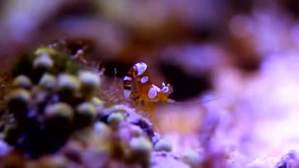 Dancing Sexy Shrimp Thor Amboinensis — Stok Video