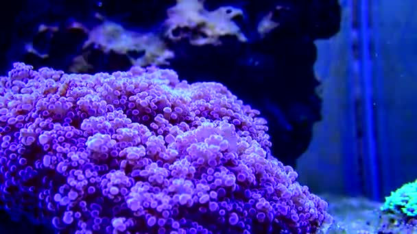 Vídeo Violeta Octospawn Coral Pedregoso Euphyllia Divisa — Vídeo de Stock