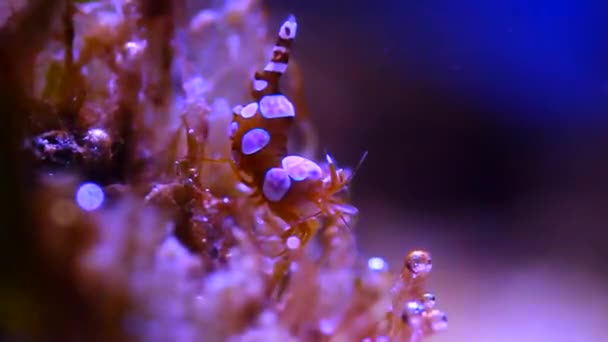 Dancing Sexy Shrimp Thor Amboinensis — Stock Video