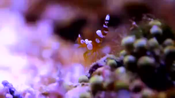 Dancing Sexy Shrimp Thor Amboinensis — Stock Video